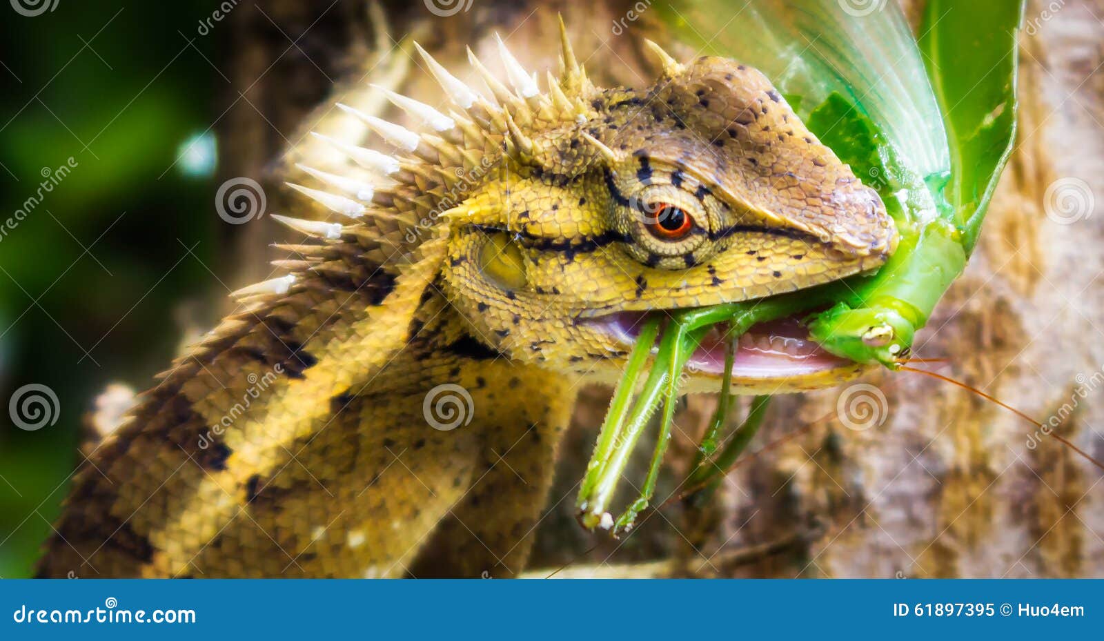 It s time to eat stock image. Image of thailand, green 61897395