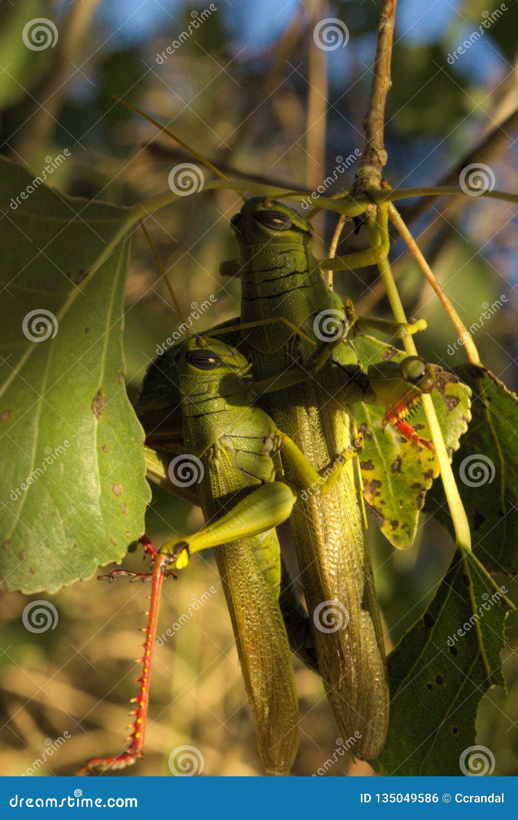 359 Grasshoppers Mating in Sunset Stock Photo Image of sunset,