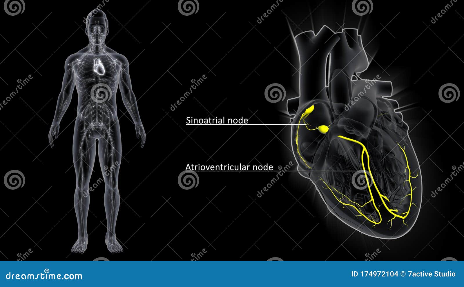 atrioventricular node