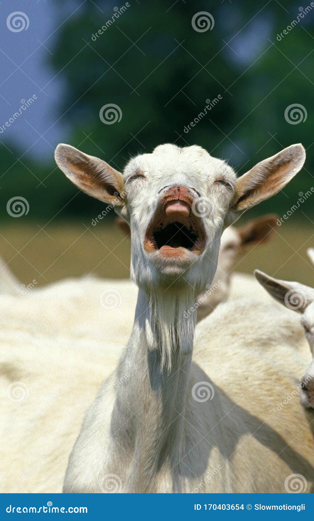 Calling Goat Stock Photos - Free & Royalty-Free Stock Photos from Dreamstime