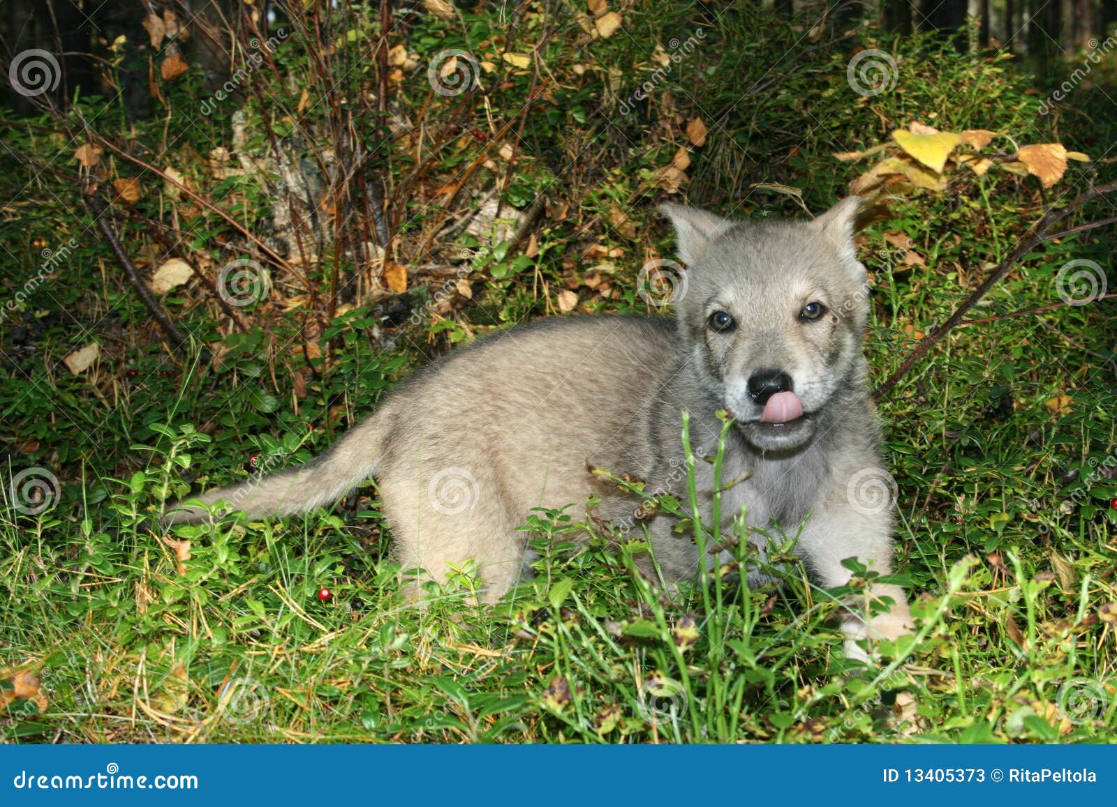 Saarloos puppy stock image. Image of grey, little, young - 13405373, image size:1600x1157