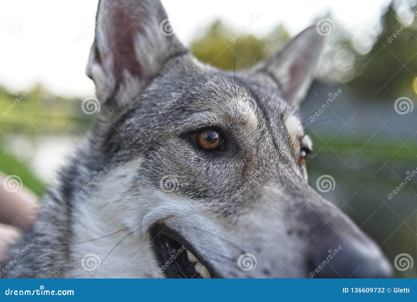 Saarloos Wolfdog Dog Stock Photo Image Of Mammal Animal 136609732