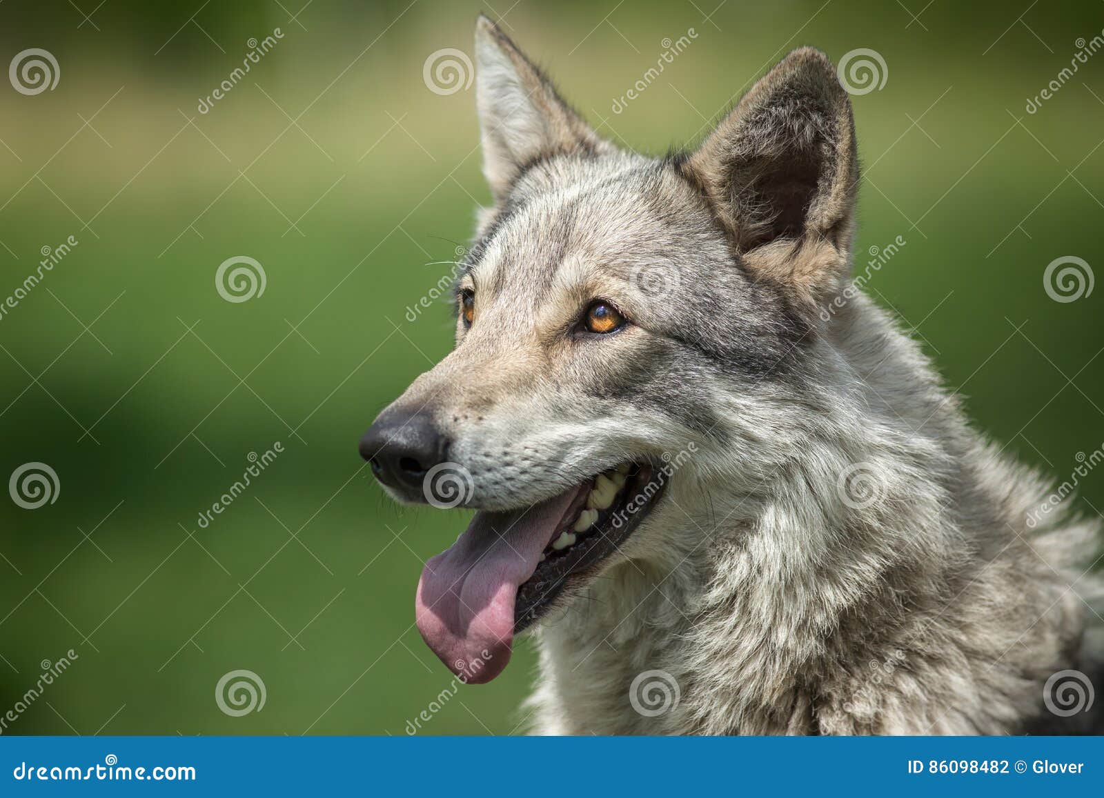 Saarloos Wolfdog Stock Photo Image Of Brown North Hunt 86098482