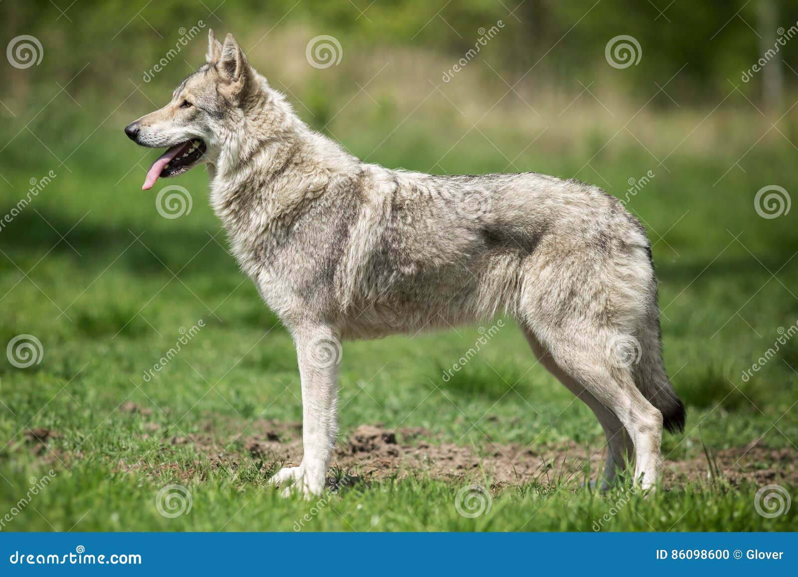 wolfhound saarloos