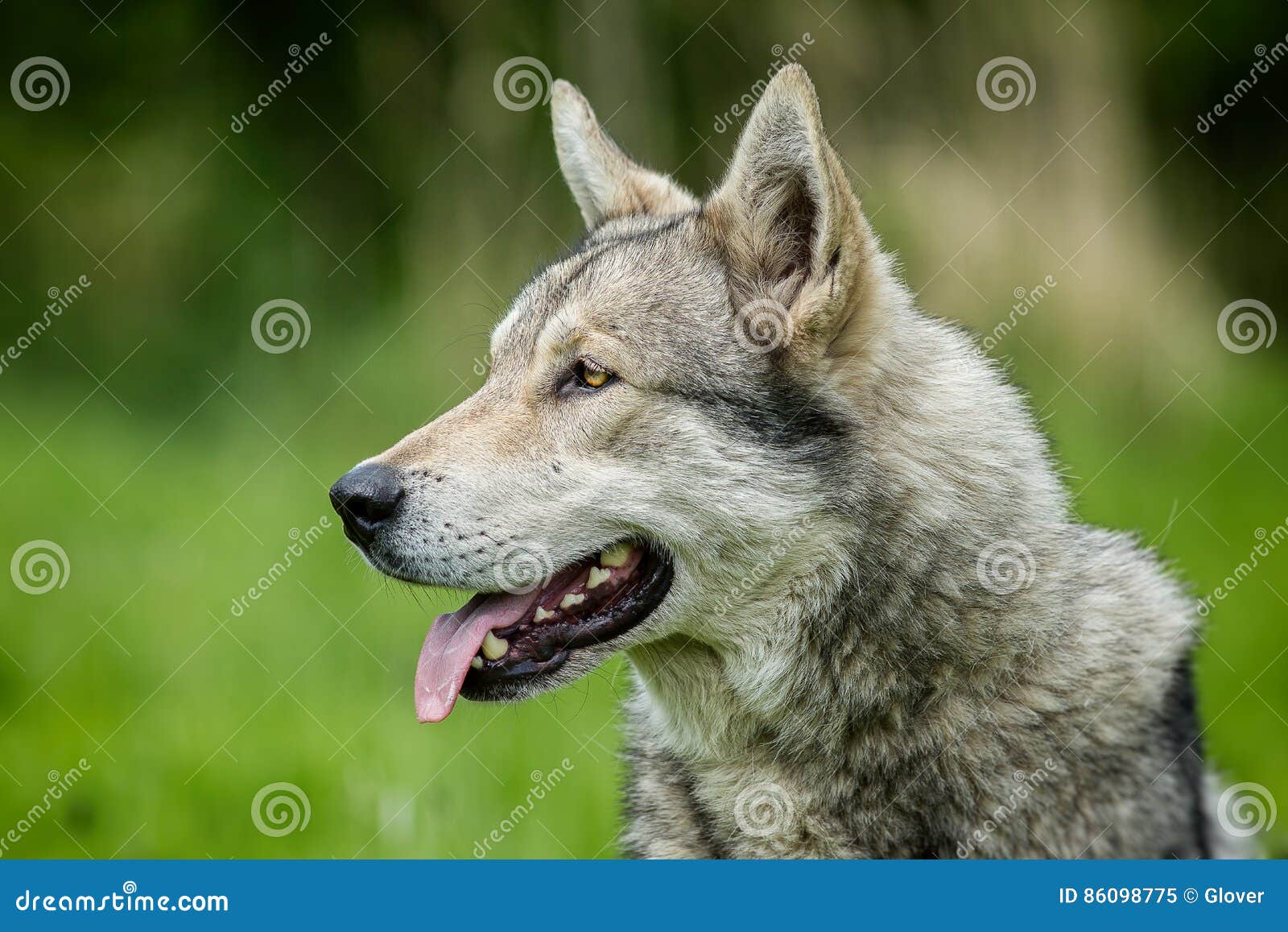 Saarloos Wolfdog Stock Image Image Of Curious Green 86098775