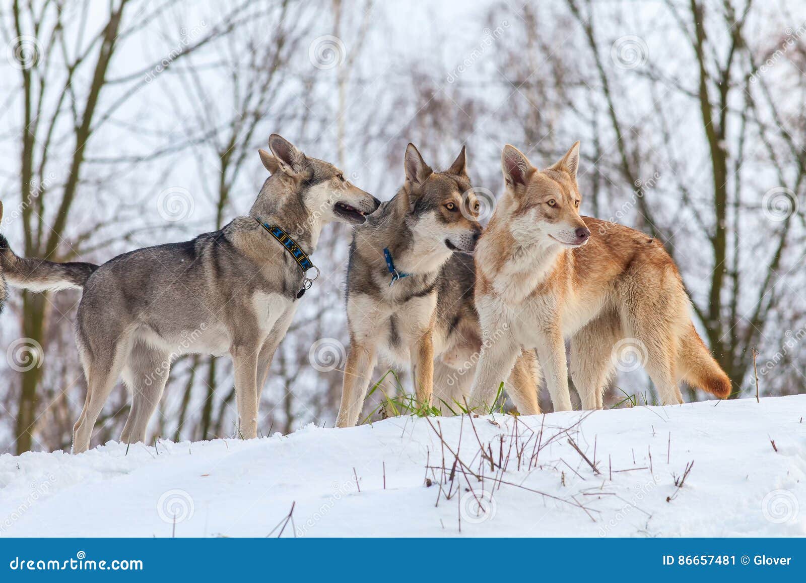 Saarloos Wolfdog Pack Stock Image Image Of Mammal Nature 86657481