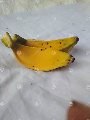 Saba Banana Photo ,Saba Banana is Banana Cultivar Originating from ...