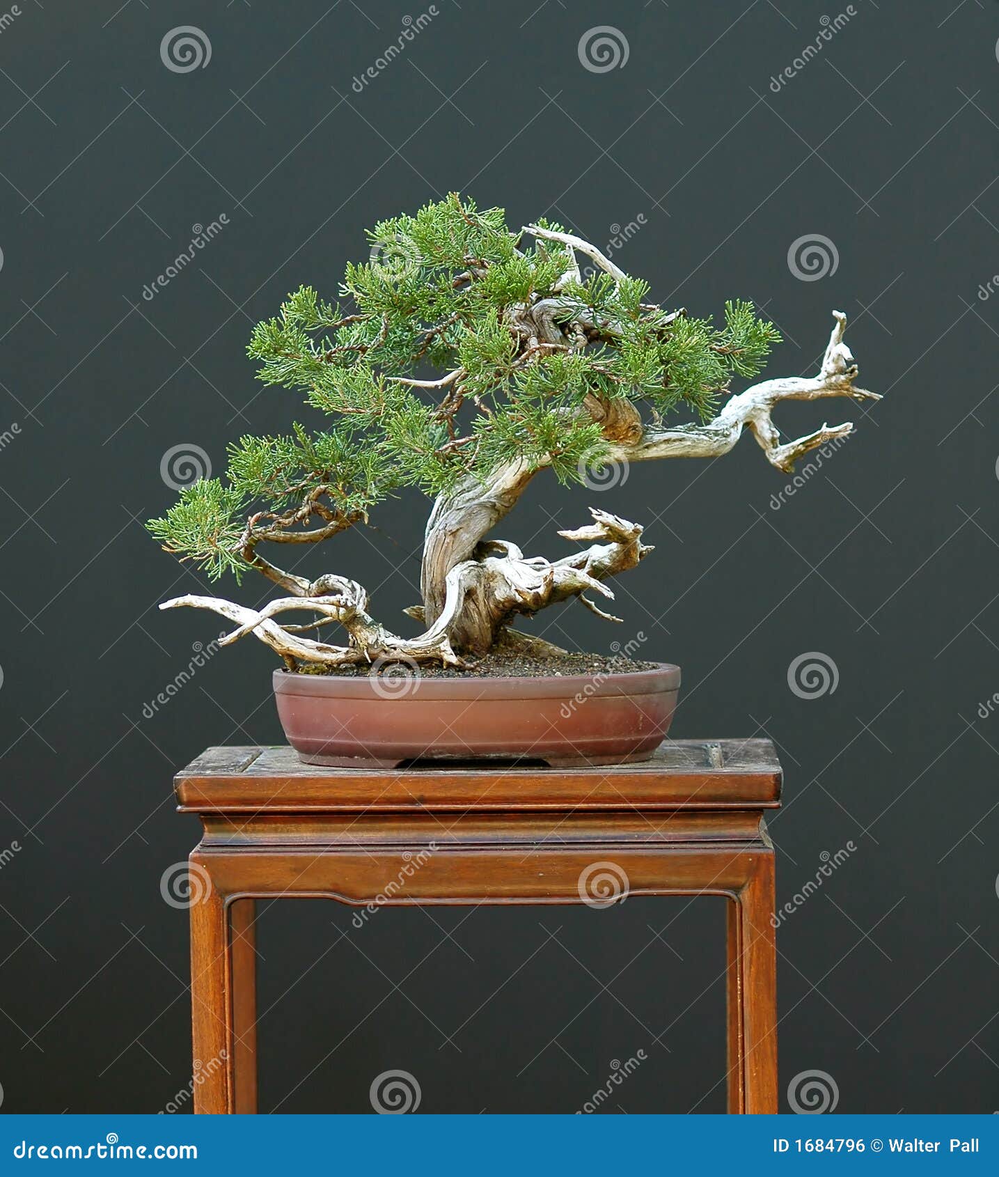 sabina juniper bonsai