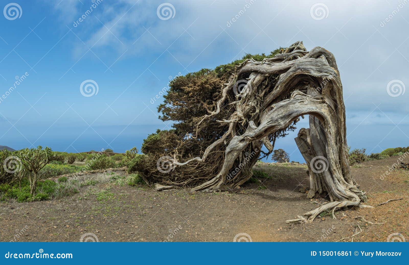 sabina juniperus turbinata canariensis twisted by the wind. la dehesa. frontera rural park. el hierro. canary islands. spain