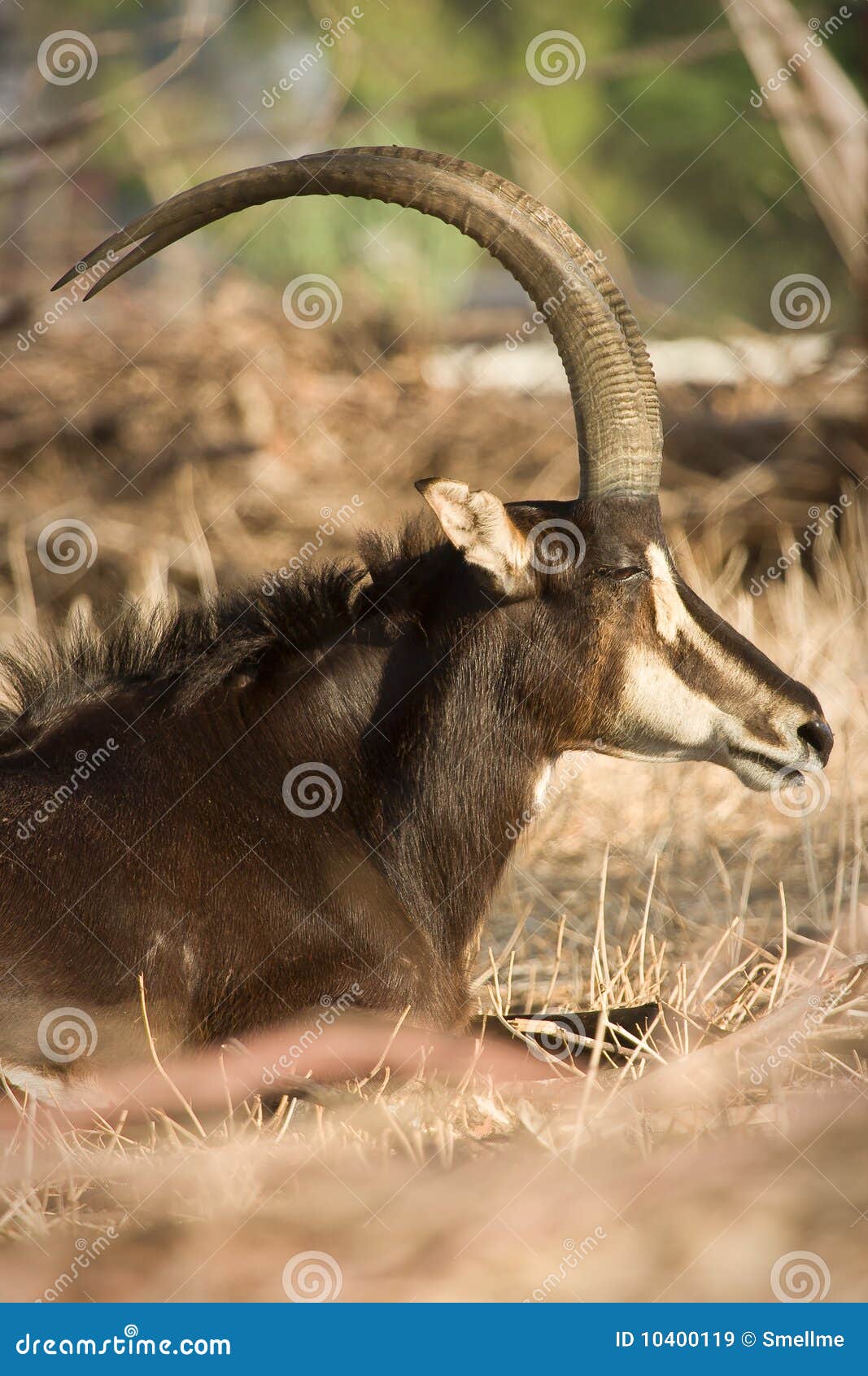 sable antelope