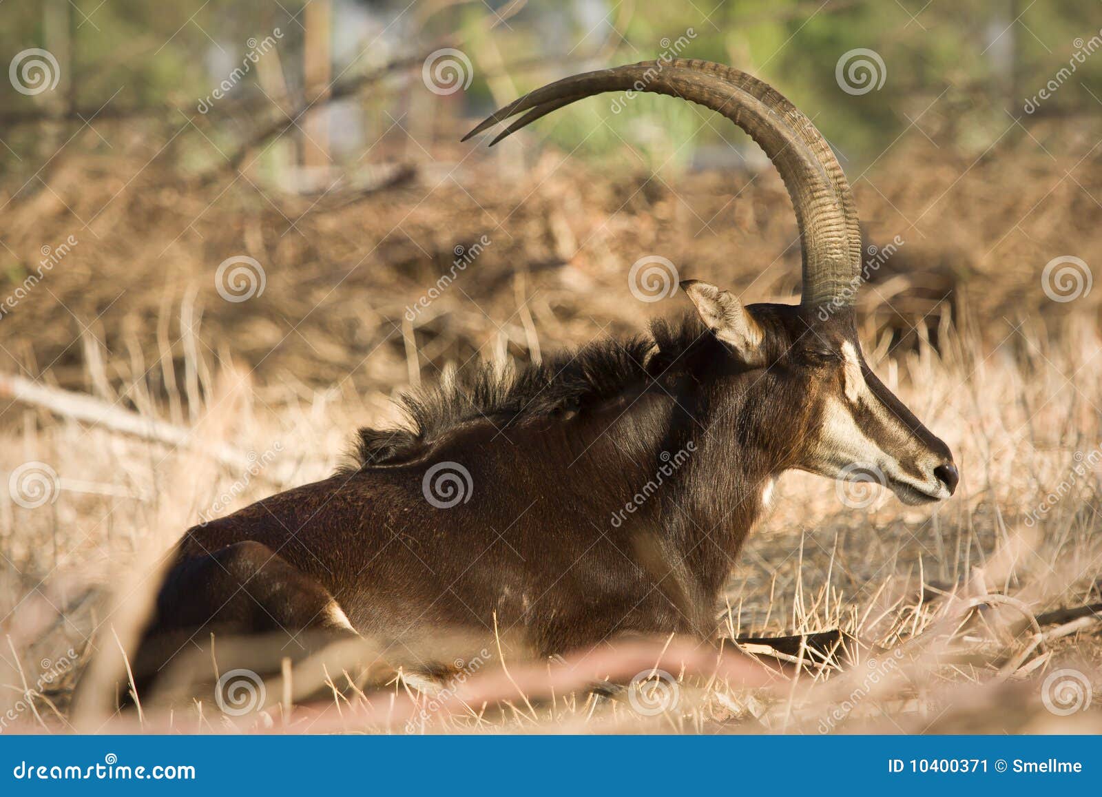 sable antelope