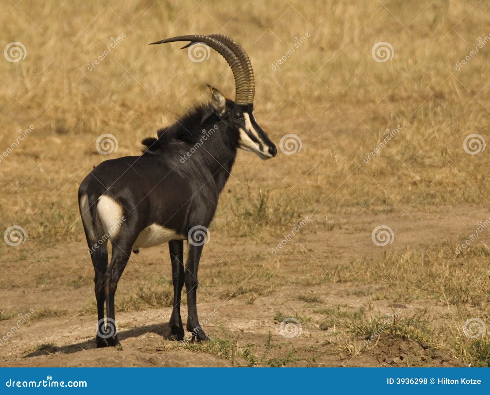 sable antelope