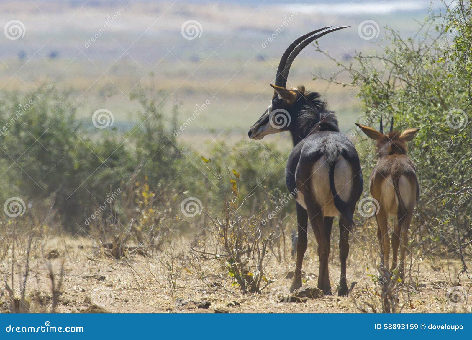 sable antelope with calf