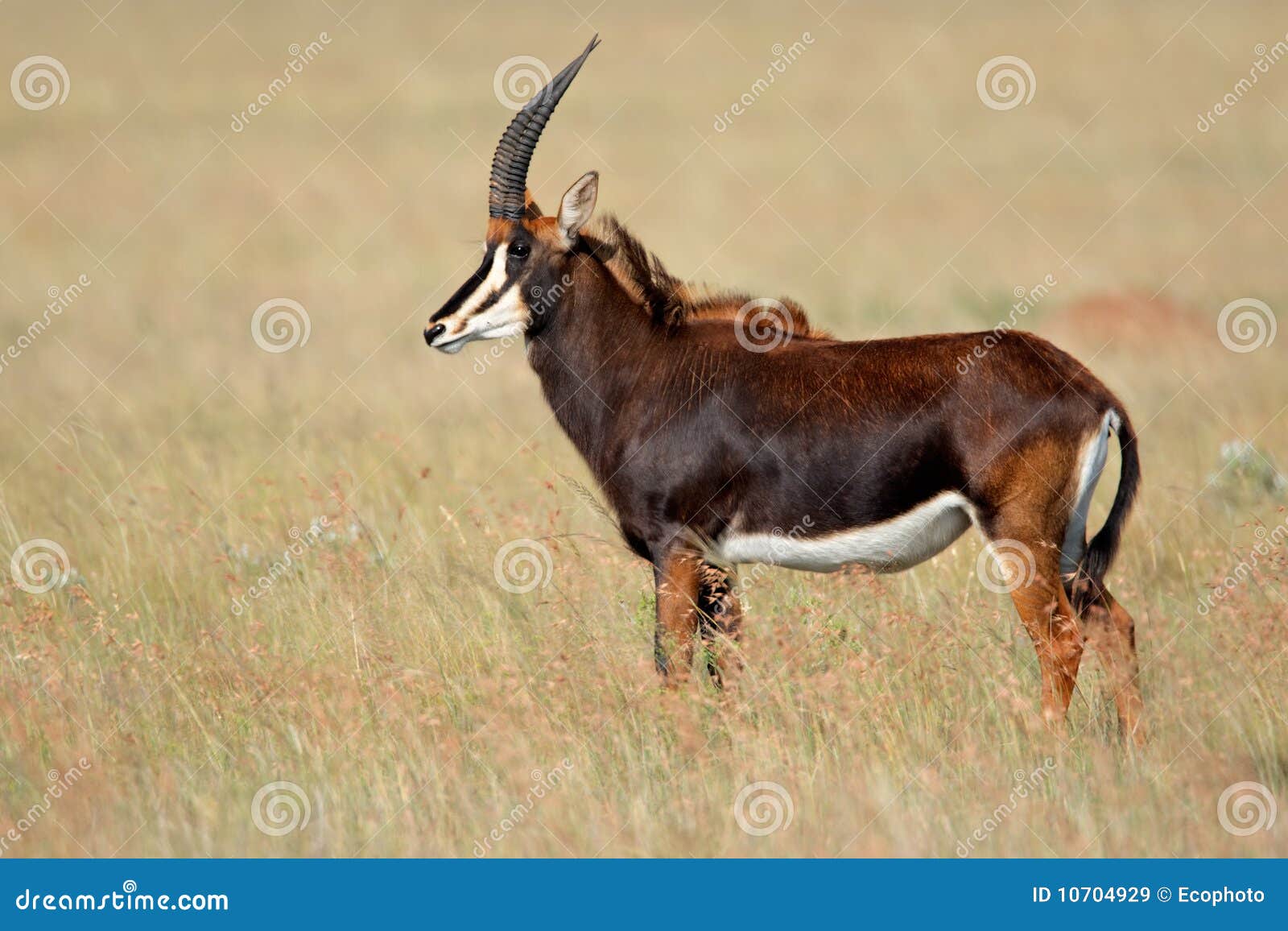 sable antelope, south africa