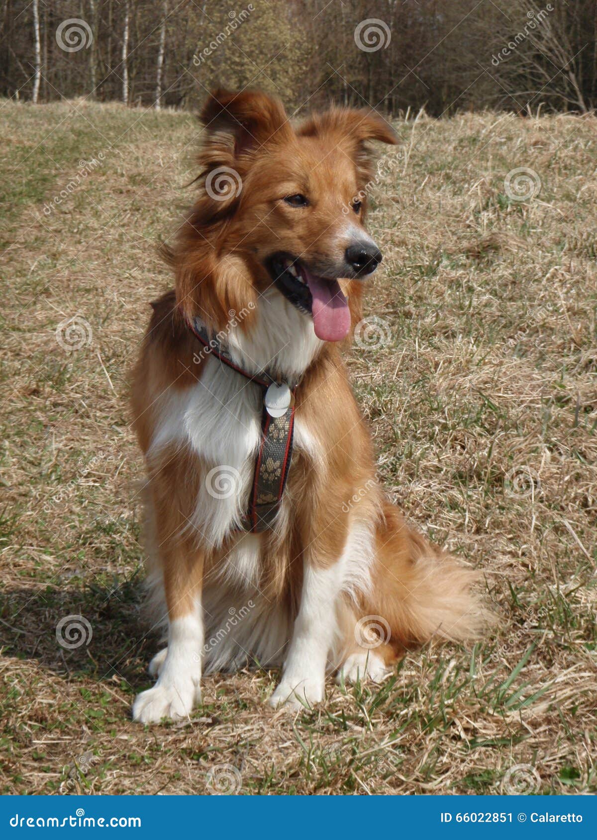 red sable border collie