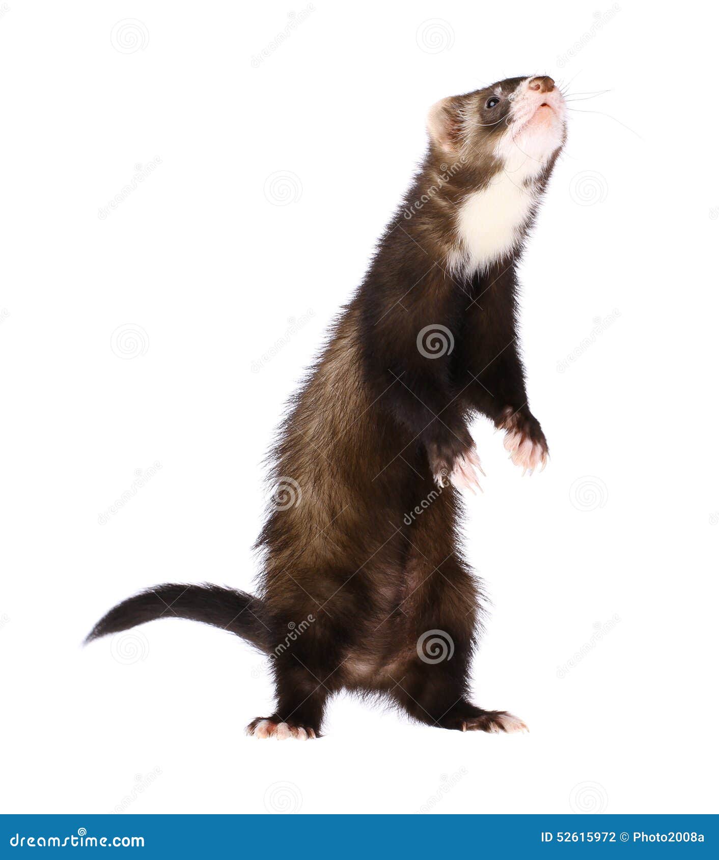 sable ferret standing up