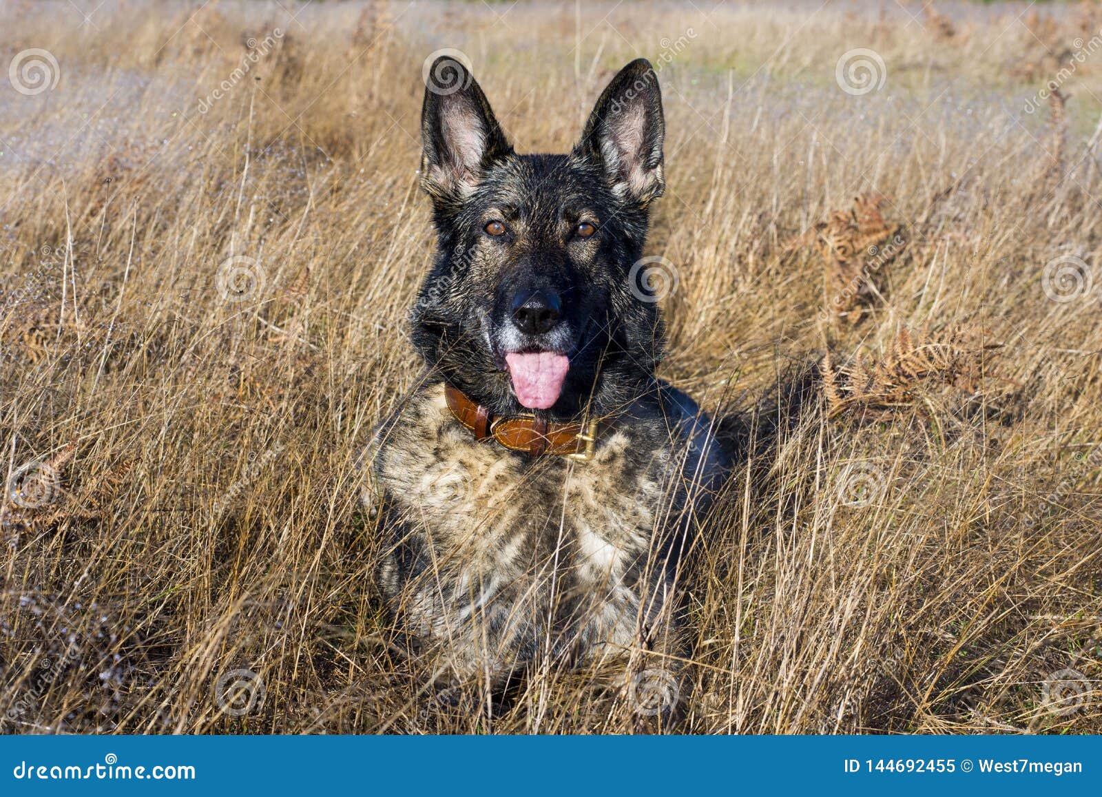 Brown Sable German Shepherd | homehospice-jp.org