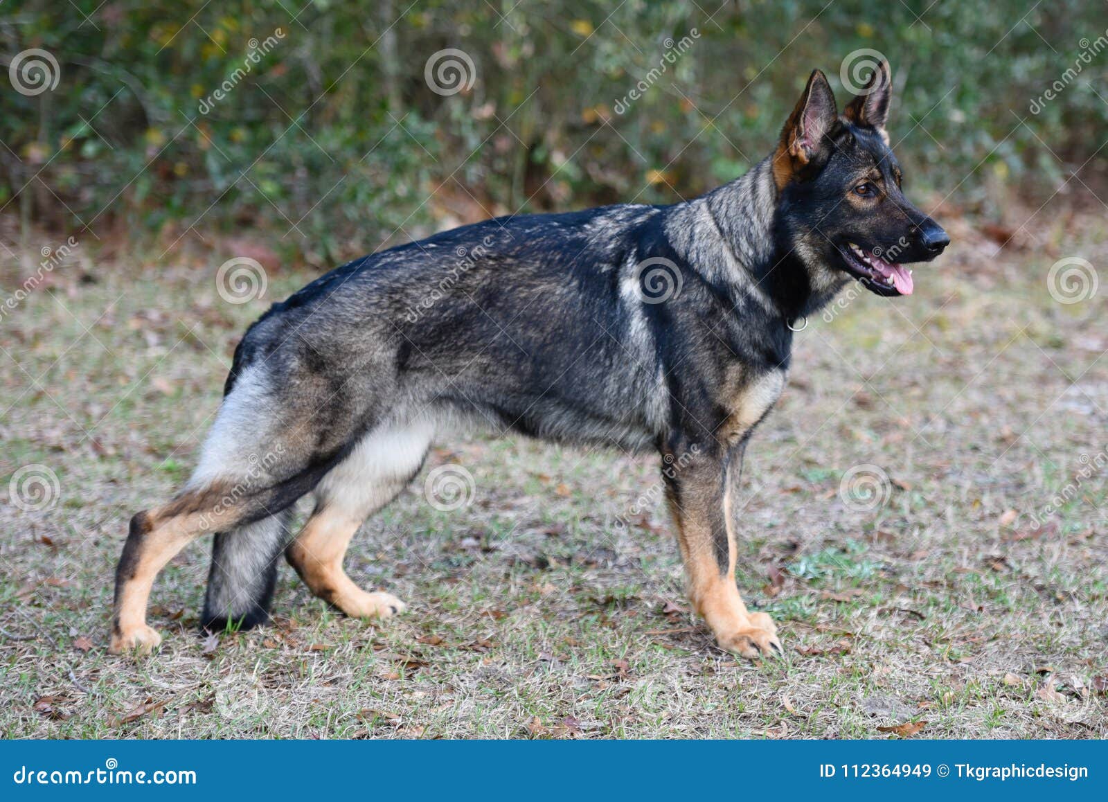 Sable German Shepherd stock image 