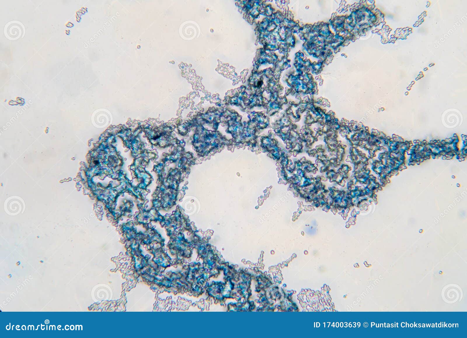 Saccharomyces Cerevisiae Yeast Budding Cell Under Microscope Stock