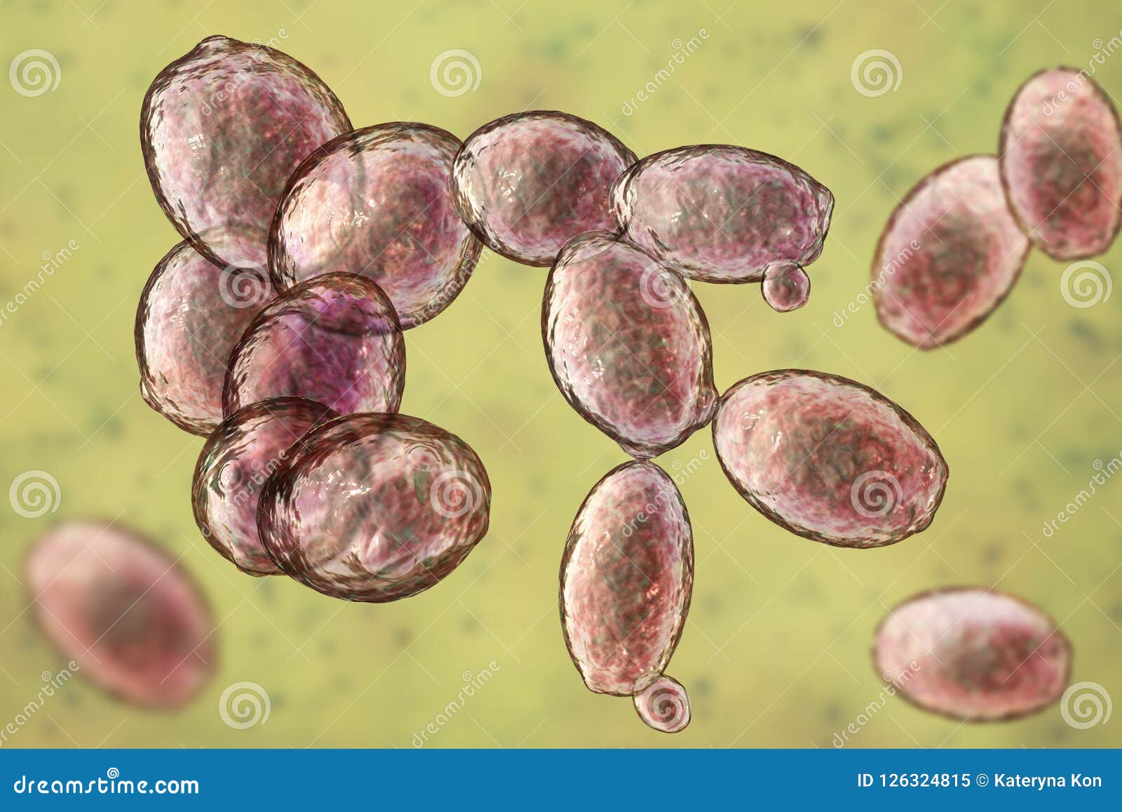 Saccharomyces Cerevisiae Yeast Royalty-Free Cartoon | CartoonDealer.com
