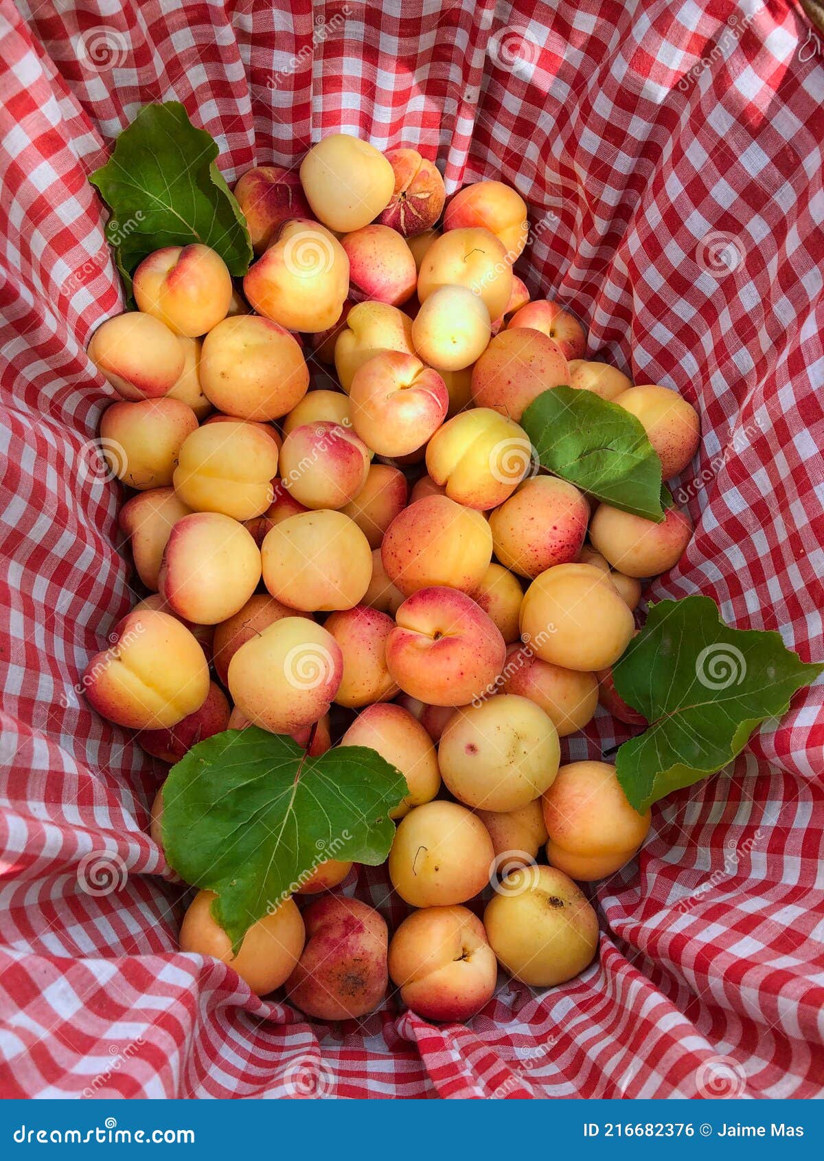 Saco De Damasco Após Recolha De Fruta Foto de Stock - Imagem de cultive,  ninguém: 216682376