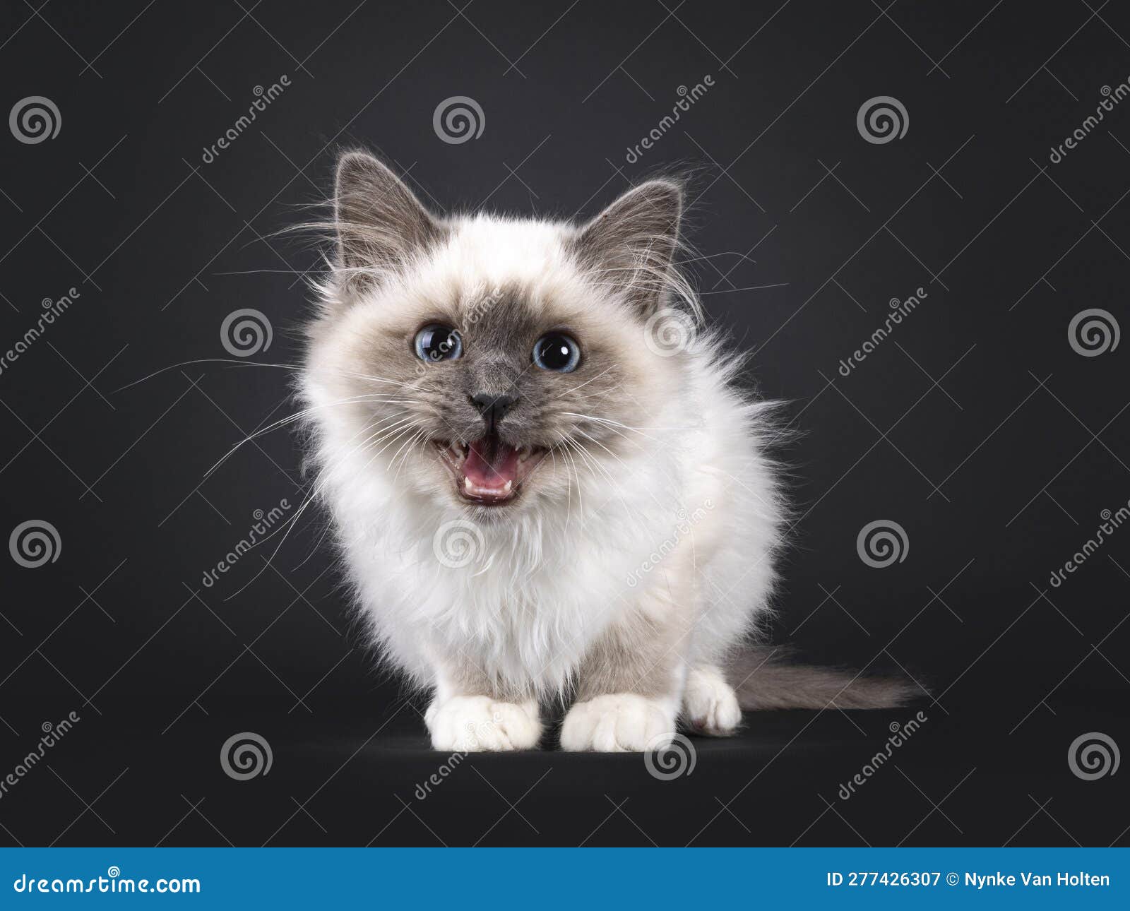 Sacred Birman on Black Background Stock Image - Image of eyed, close ...