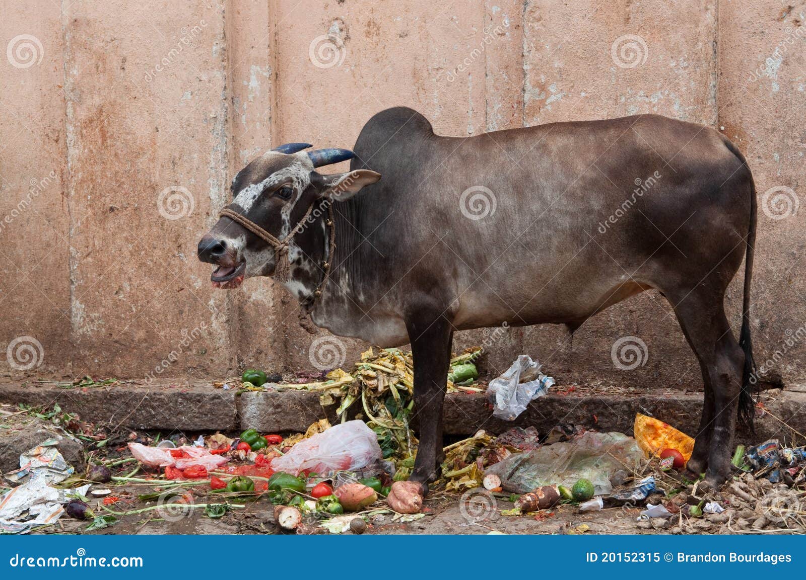 Sacred Cow in India