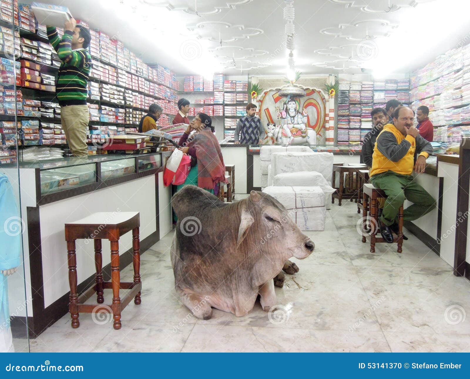Sacred Cow Lying in the Middle of a Shop Editorial Image Image of