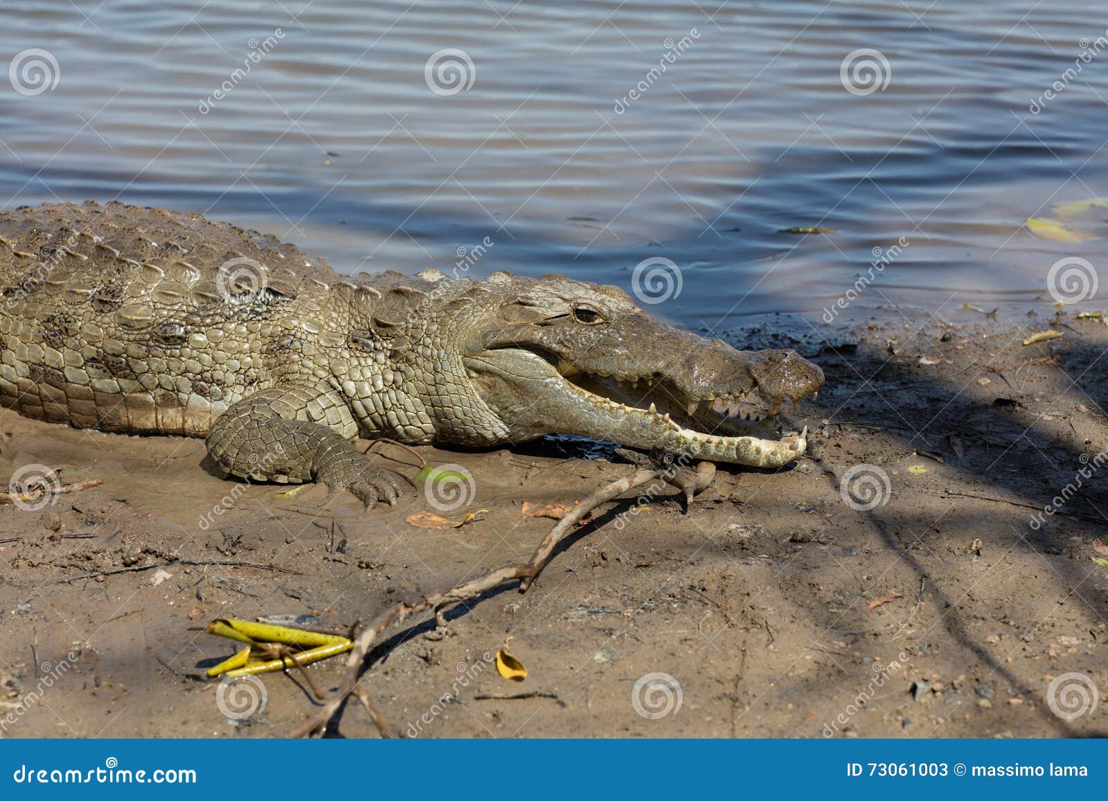 Sacred Crocodile, Burkina Faso Stock Image - Image of aquatic ...