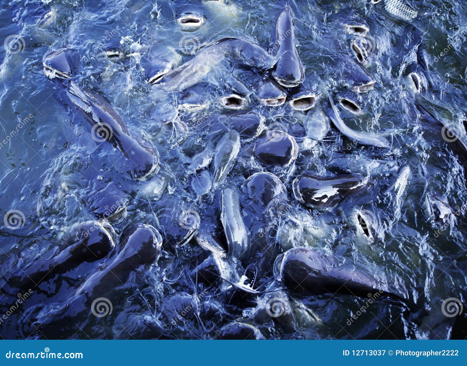 Sacred fish stock image. Image of buddhism, thailand - 12713037