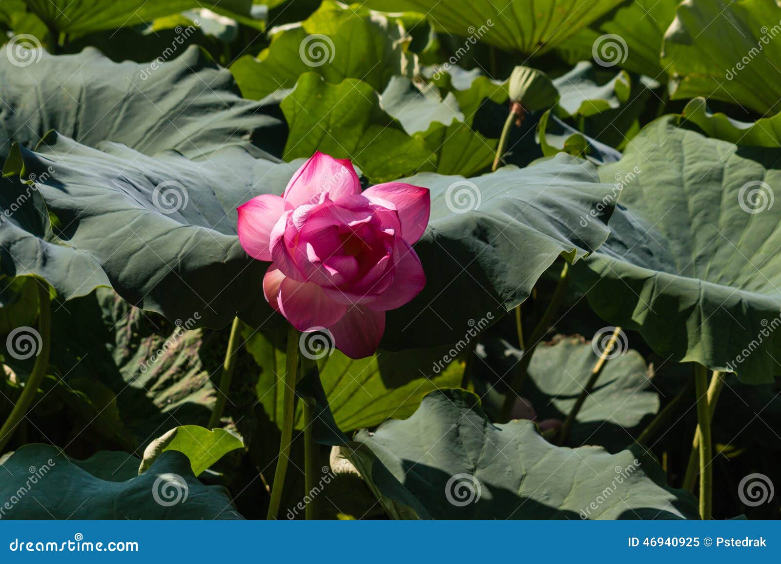 Sacred lotus flower head stock image. Image of exotic 46940925
