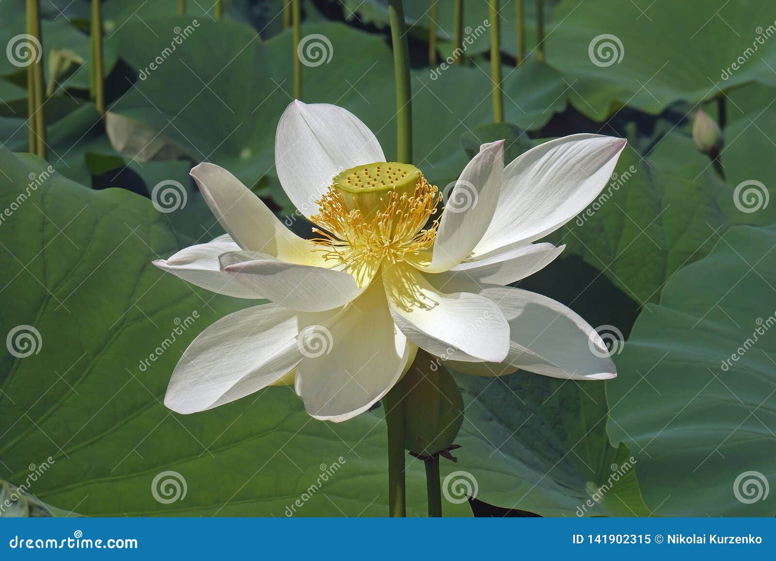 Horticulture lotus flower