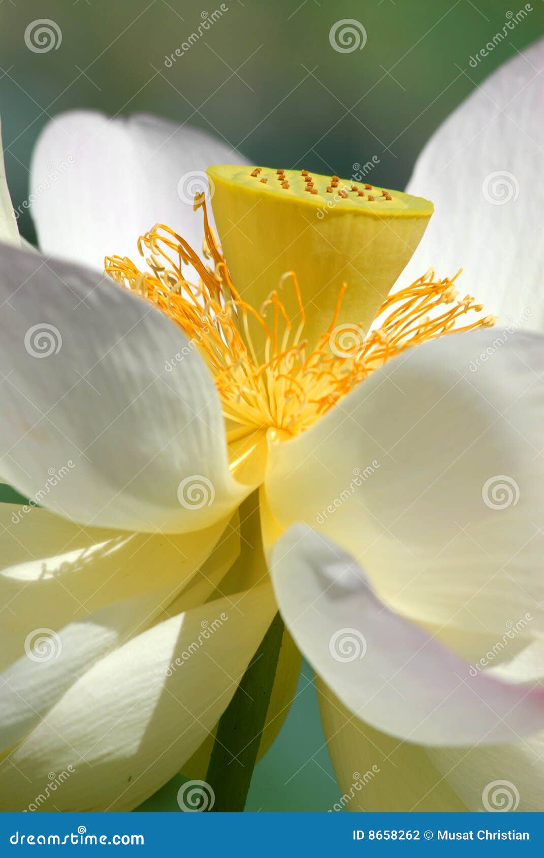 Sacred Lotus flowers stock photo. Image of stamen, lotus 8658262