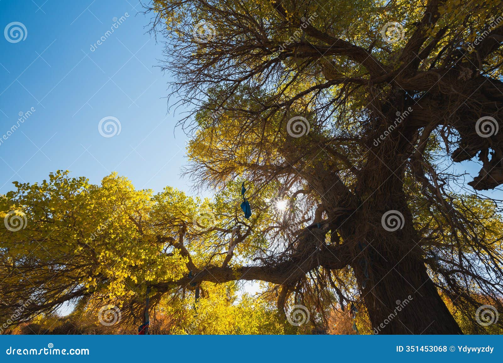 subonoer sacred tree in ejina banner, inner mongolia, china