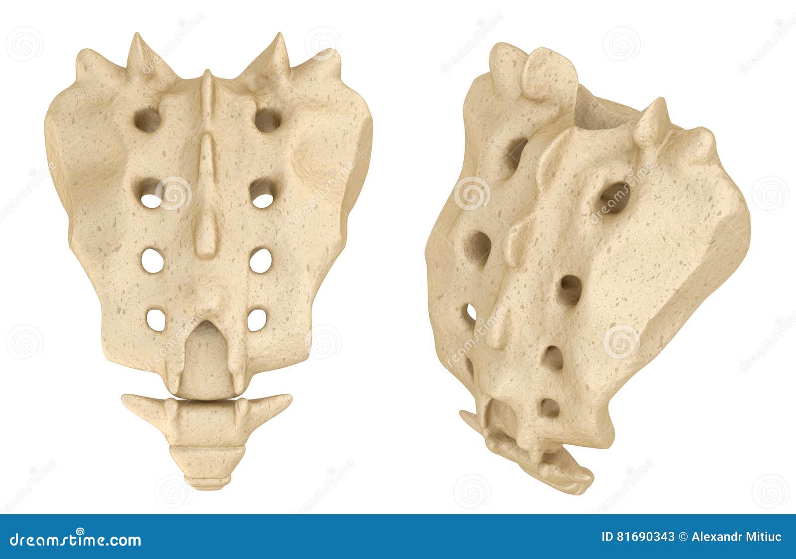 Sacrum Medically Accurate Stock Illustration Illustration of xray