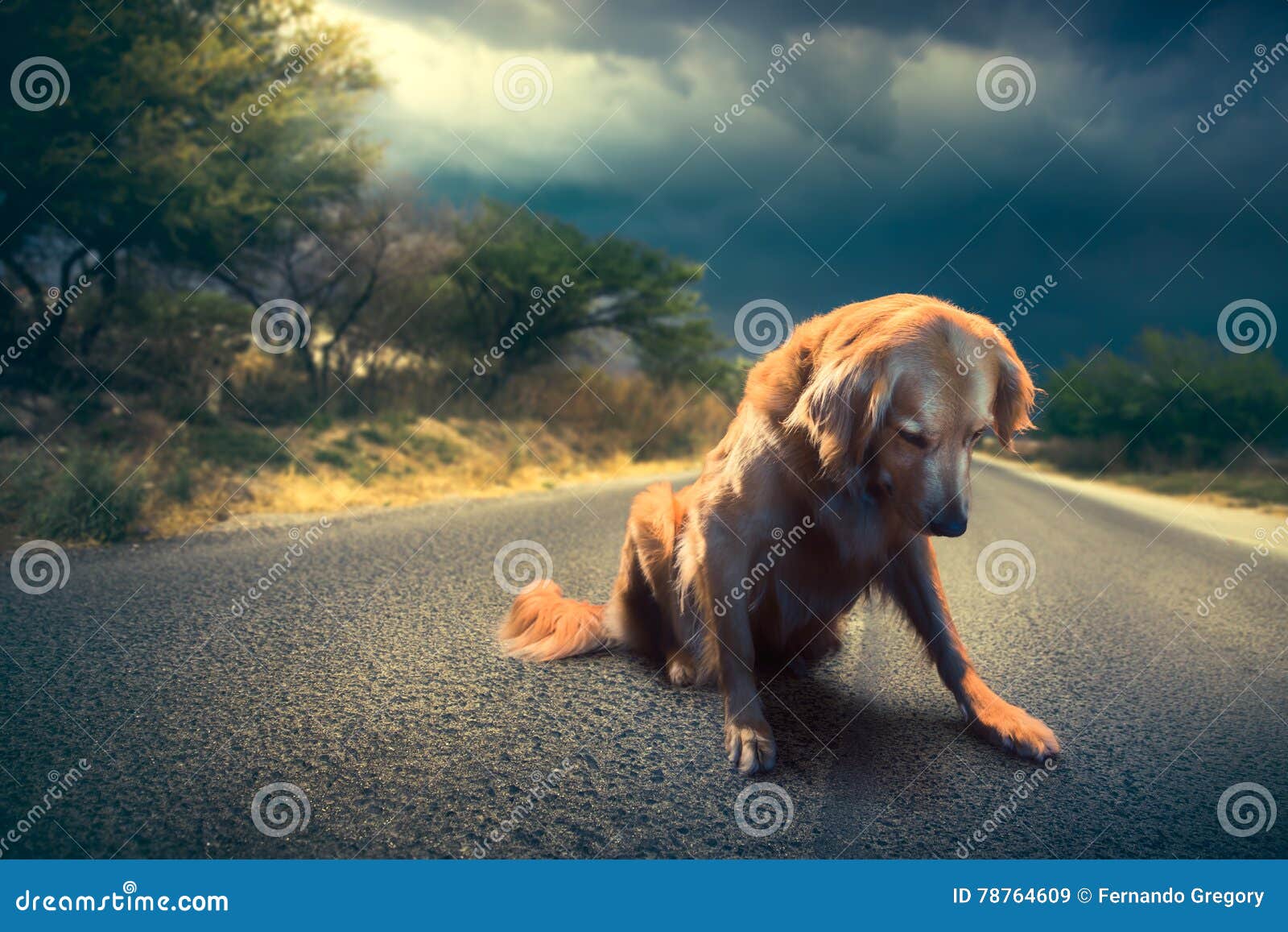 sad, abandoned dog in the middle of the road /high contrast image