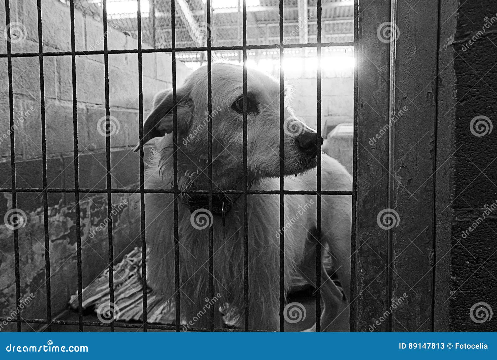 Sad abandoned dogs stock image. Image of lonely, pound - 89147813