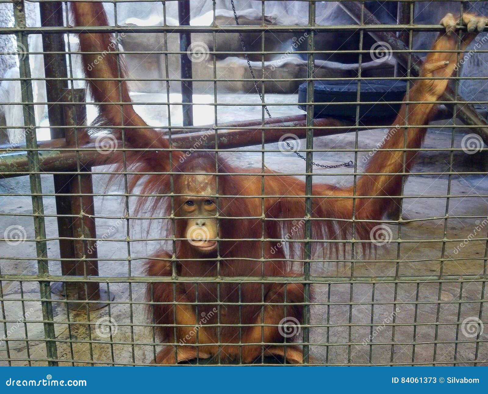 Sad Ape or Monkey is in the Cage. Animal Abuse, Neglect and Crue Stock  Image - Image of animal, pity: 84061373