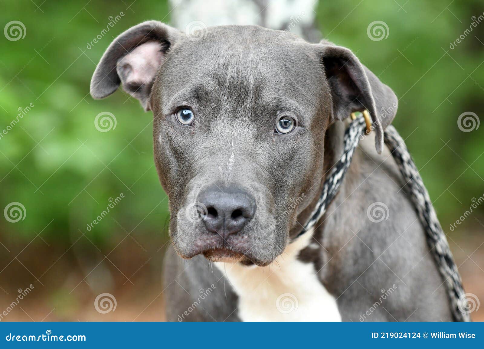 Sad Blue Weimaraner Pitbull Lab Mix Breed Dog Outside On Leash Stock Photo  - Image Of Panting, Collar: 219024124