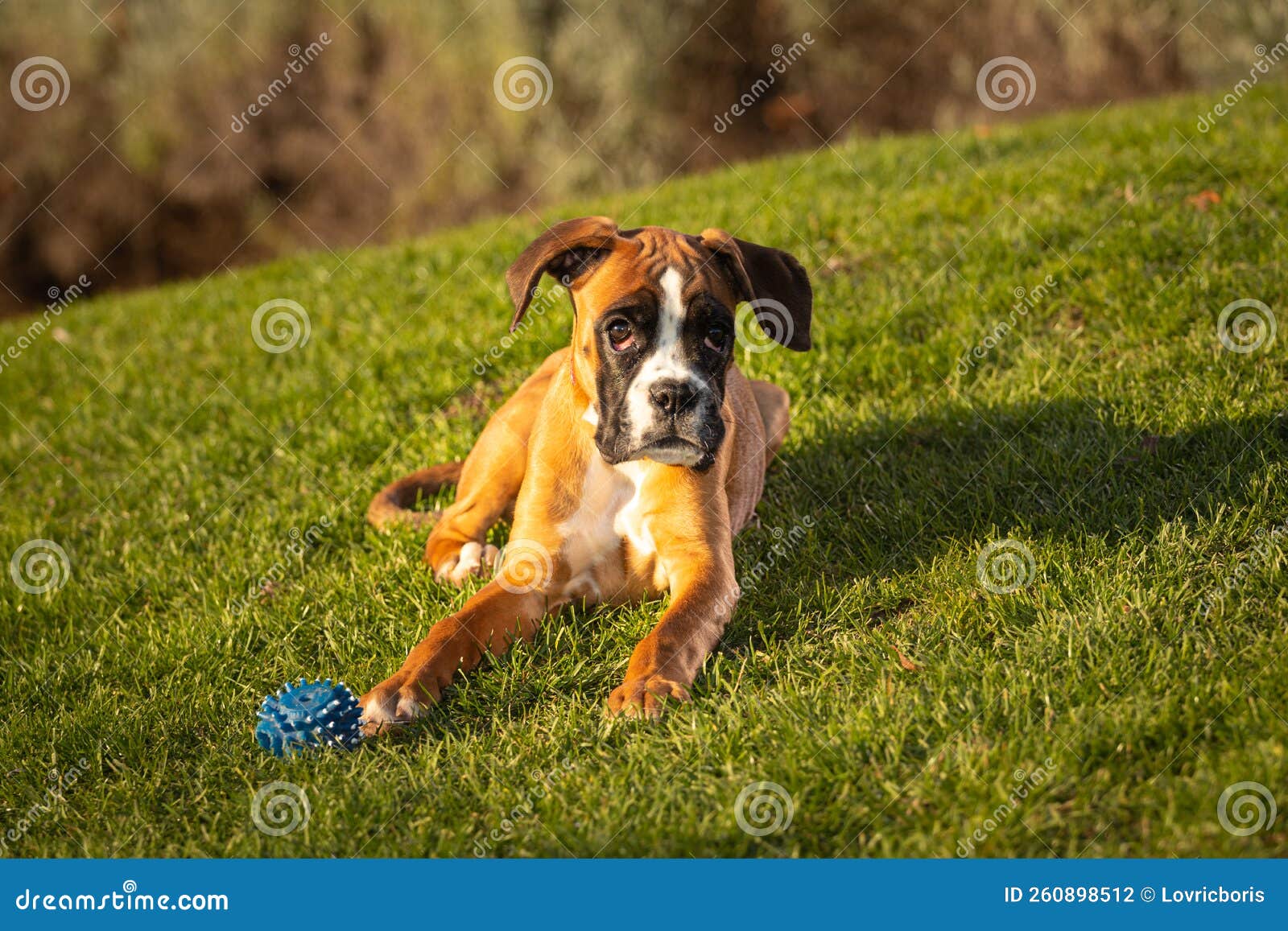 Sad Boxer Dog Sitting on Grass Stock Photo Image of puppy, boxer
