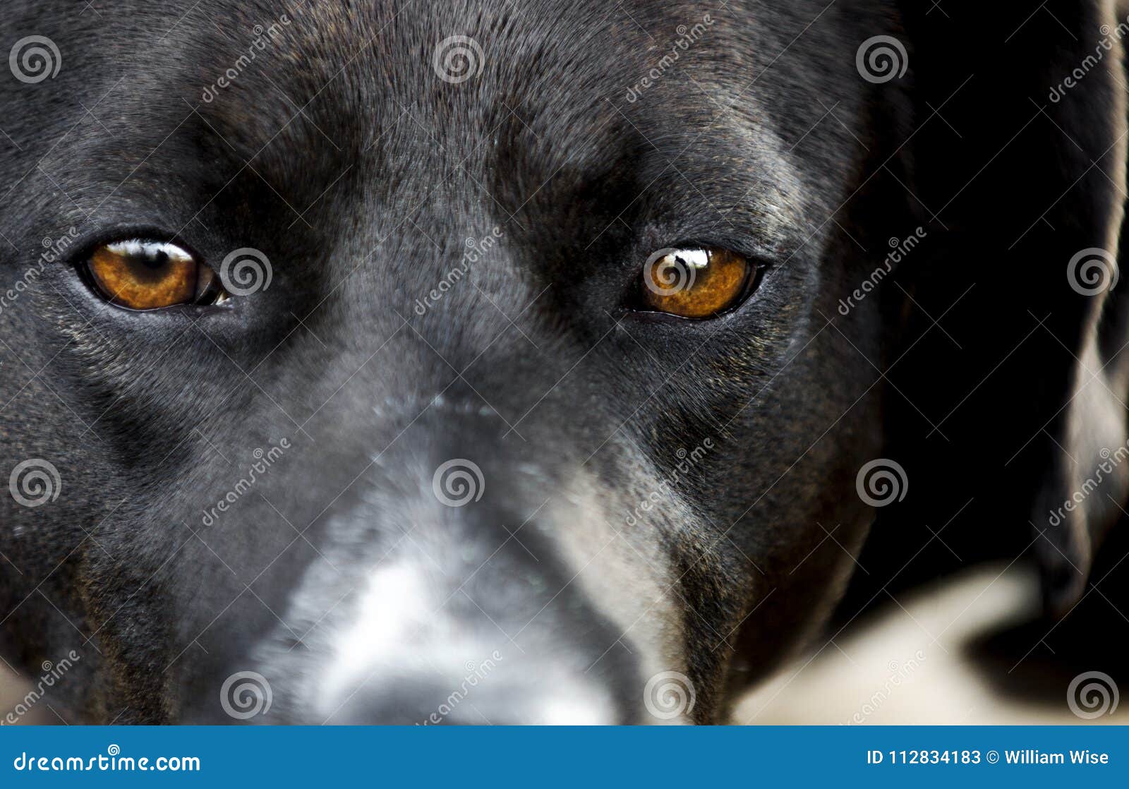 Sad Brown Eyes of Black Dog in Animal Shelter Stock Image - Image of pine, pitbull: 112834183 Sad Brown Eyes of Black Dog in Animal Shelter Stock Image - Image of pine, pitbull: 112834183