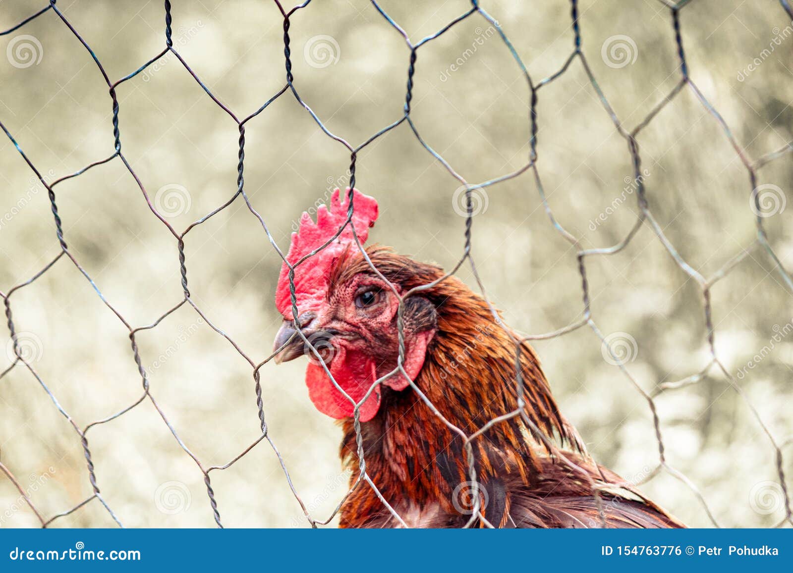 Sad Brown Hen in Chicken Cage. Behind Fence. Animal Abuse, Cruelty To  Animals. Hen Cages, Battery Cage. Chicken Flu, Diseases Stock Photo - Image  of farming, battery: 154763776