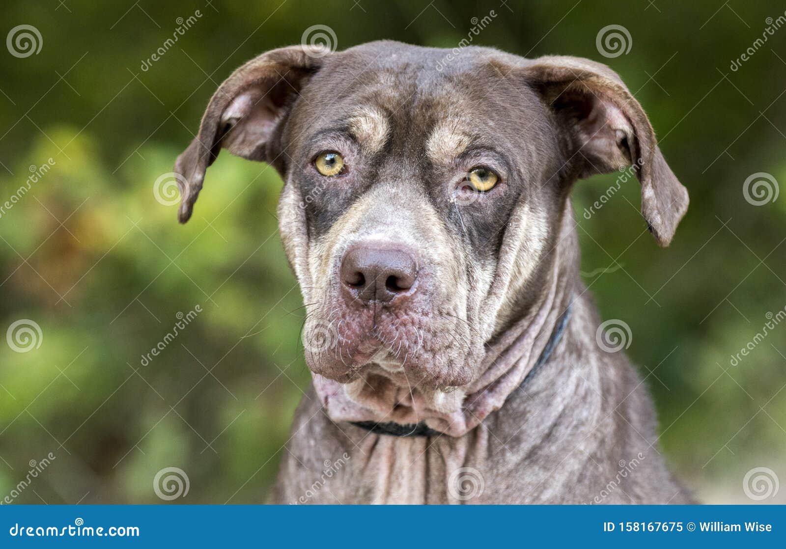 Sad Shar Pei Pitbull Mix Dog With Mange Stock Image Image Of Society Cruelty 158167675