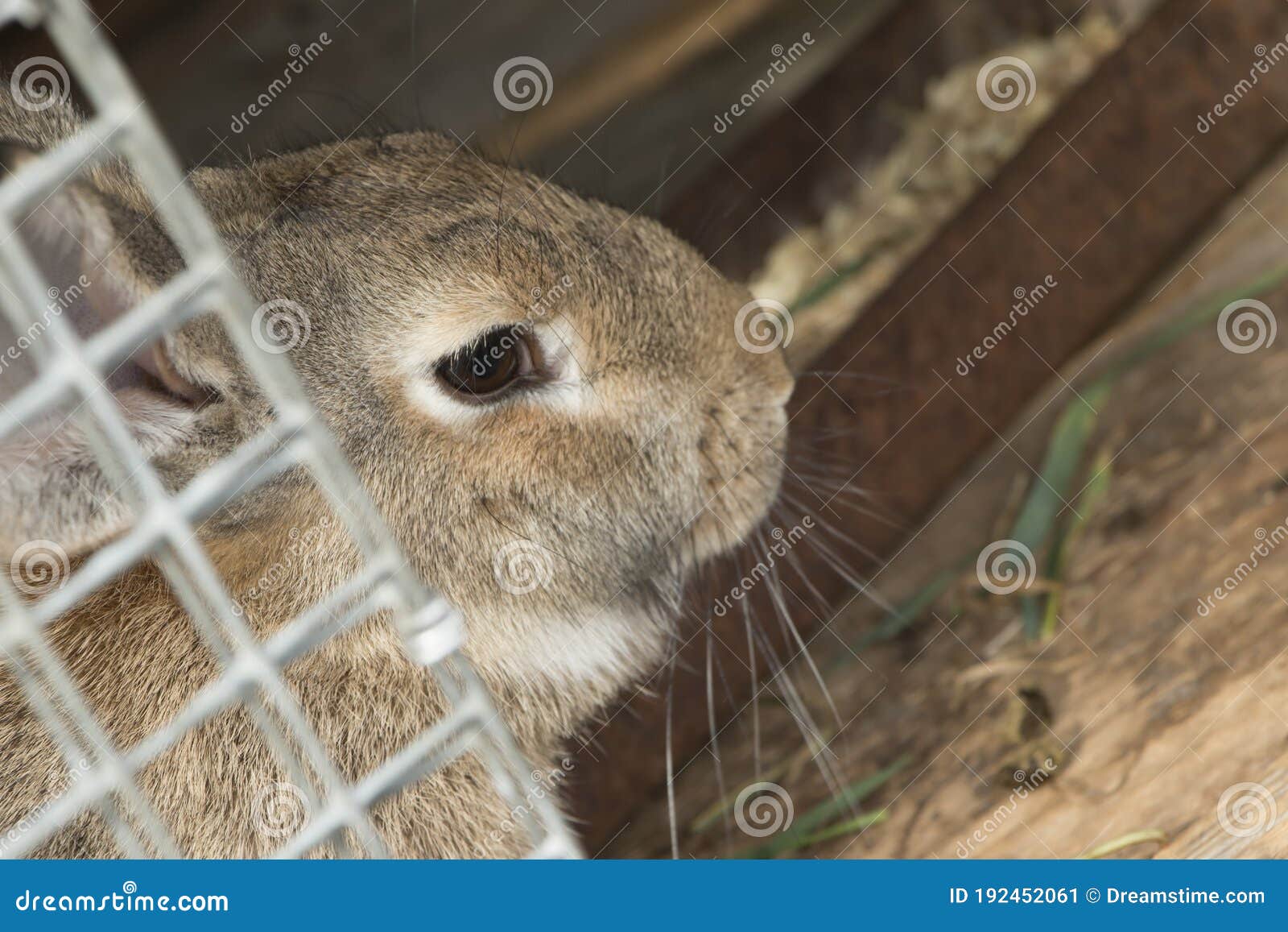 Lonely Rabbit In A Cage At The Zoo. Rabbits Rest And Eat In An Open
