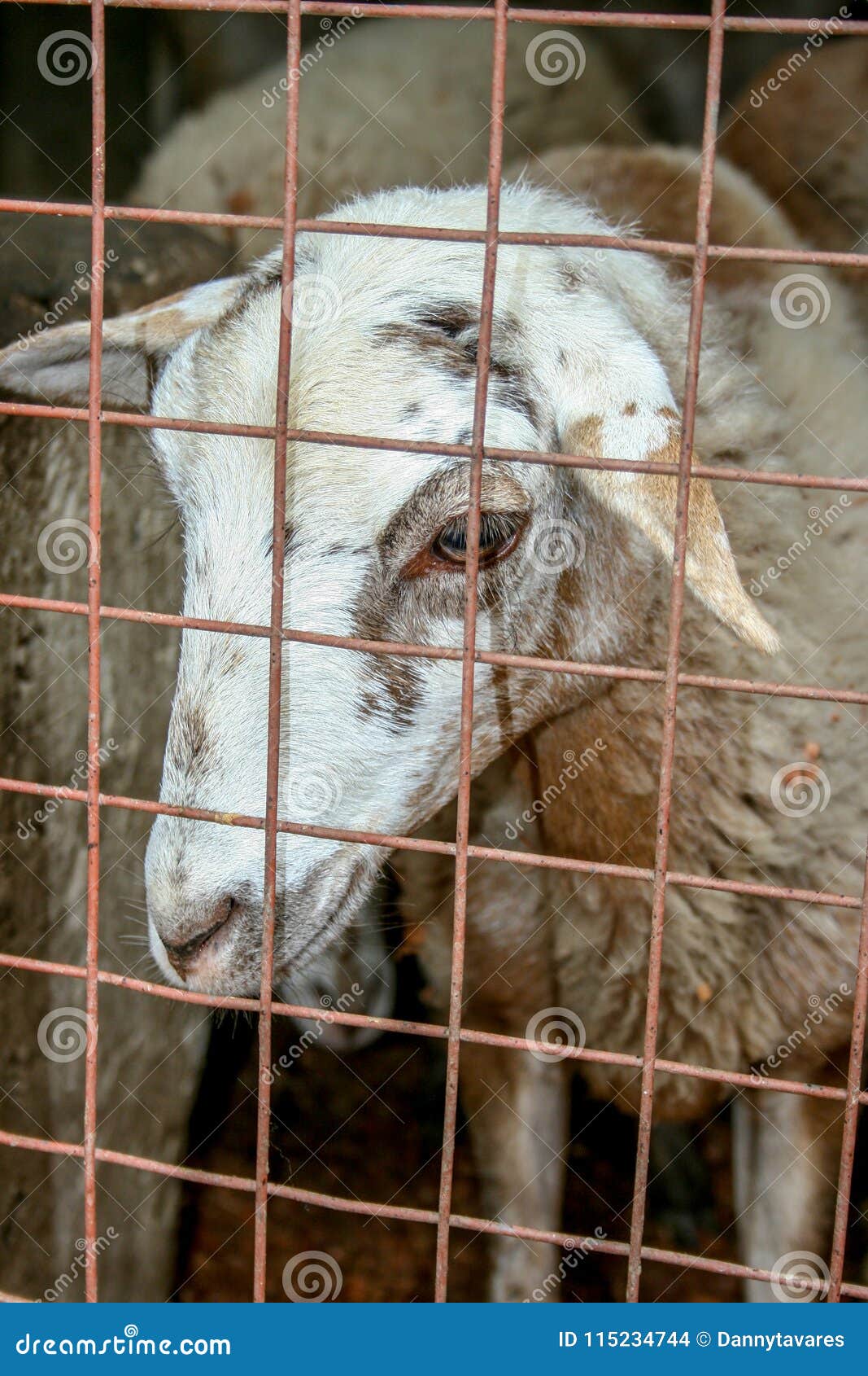 a caged sad white sheep