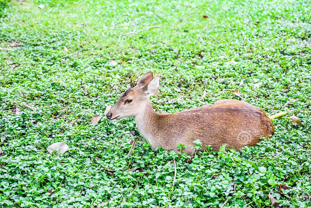 Sad deer lie down stock photo. Image of park, mammal - 67131324