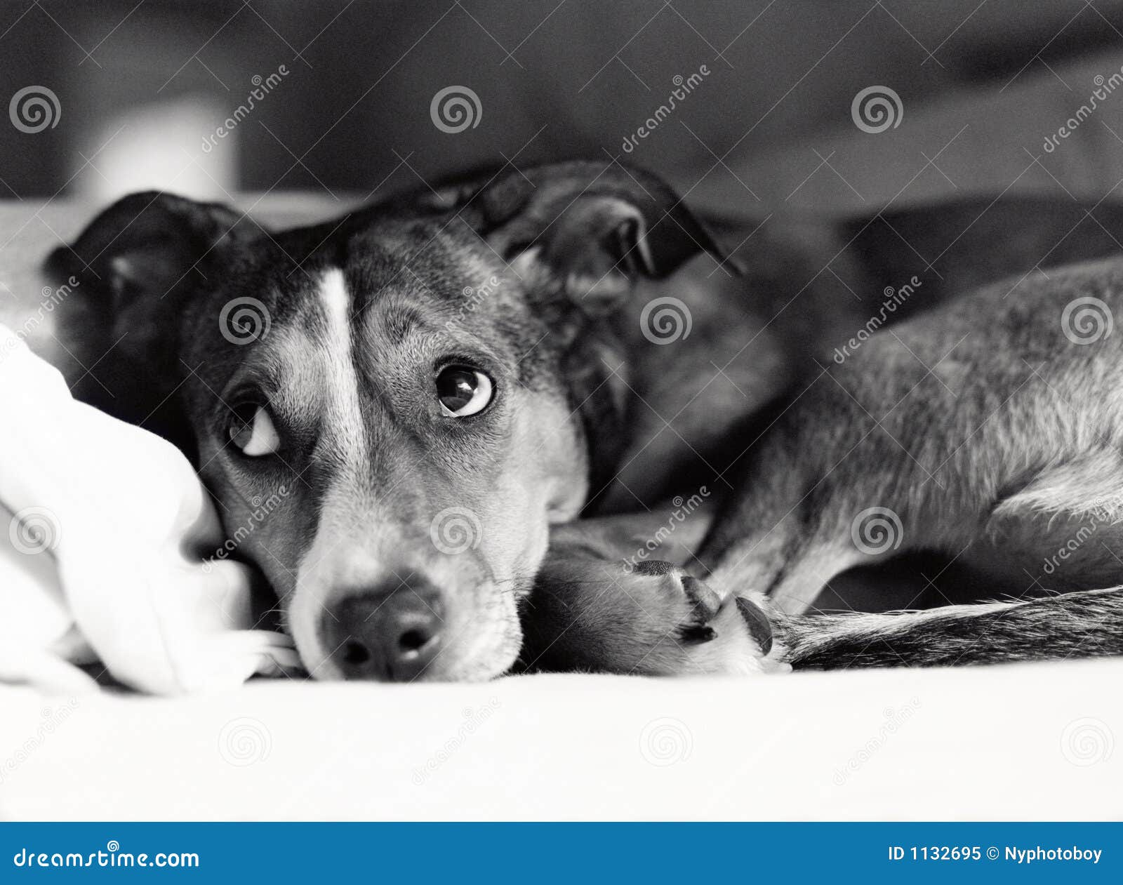 Sad Dog stock image. Image of sorry, sweet, quiet, repent - 1132695