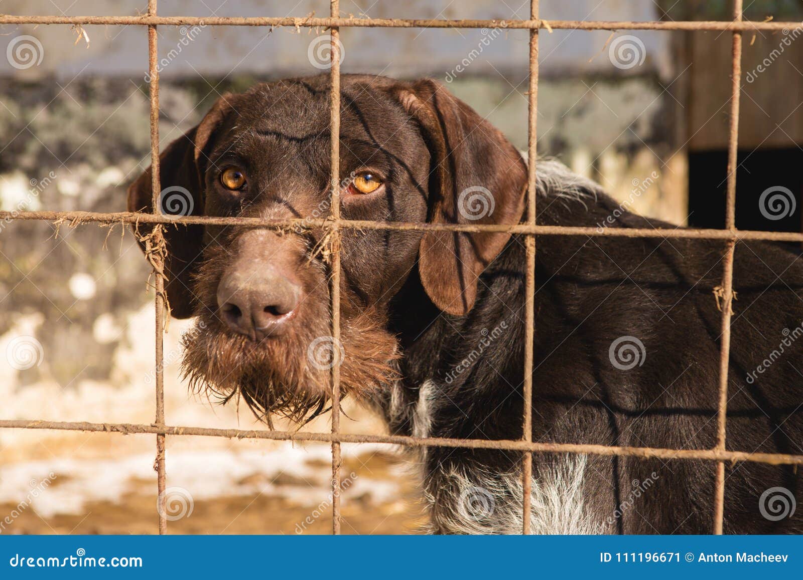 Sad Dog Behind the Bars, Hunting Dog with Sad Eyes Stock Image Image