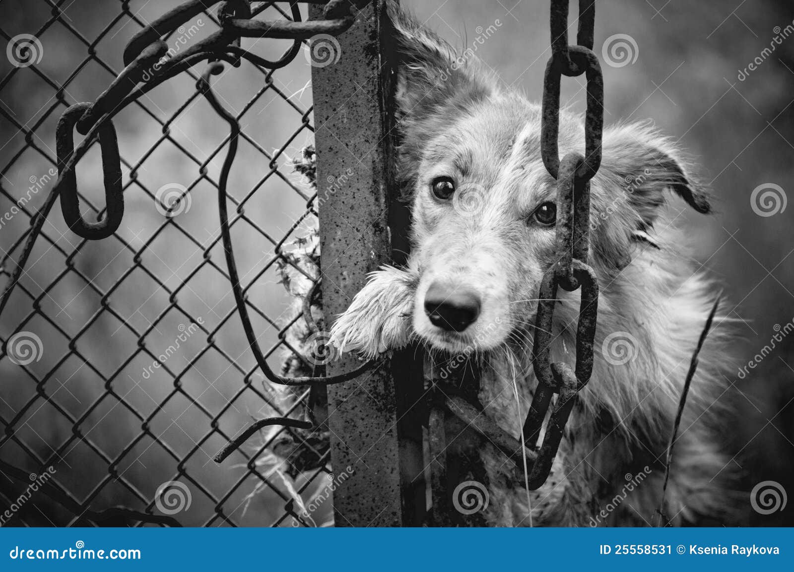 Sad dog black and white stock image. Image of collie ...