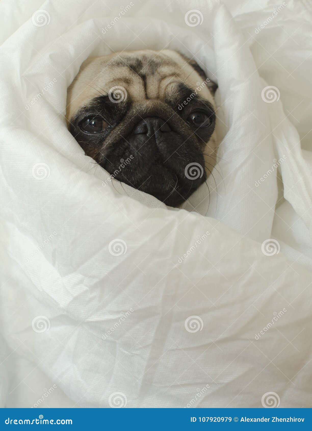 pug blankets